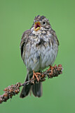 Image. Corn Bunting
