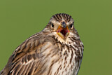 Image. Corn Bunting