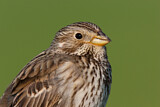 Image. Corn Bunting