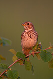 Image. Corn Bunting