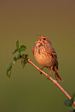 Image. Corn Bunting