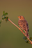 Image. Corn Bunting