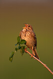 Image. Corn Bunting