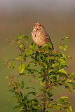 Image. Corn Bunting
