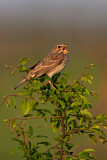 Image. Corn Bunting