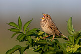 Image. Corn Bunting