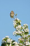 Image. Corn Bunting