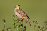 Image. Corn Bunting
