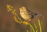 Image. Corn Bunting