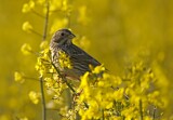 Image. Corn Bunting