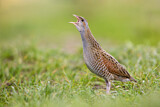 Image. Corn Crake
