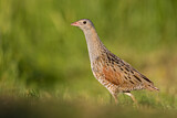 Image. Corn Crake