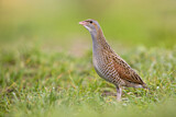 Image. Corn Crake