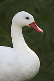 Image. Coscorobaschwan