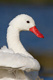 Image. Coscorobaschwan