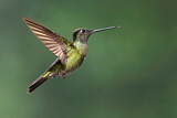Image. Costa Rica-Brillantkolibri