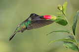 Image. Costa Rica-Brillantkolibri