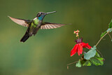 Image. Costa Rica-Brillantkolibri