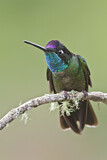 Image. Costa Rica-Brillantkolibri