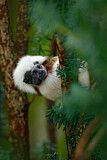 Image. Cotton-top Tamarin