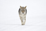 Image. Coyote