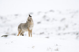 Image. Coyote