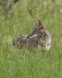 Image. Coyote