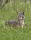 Image. Coyote