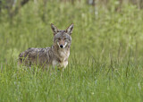 Image. Coyote
