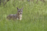 Image. Coyote
