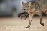 Image. Crab-eating Fox