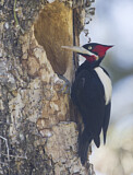 Image. Cream-backed Woodpecker