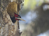 Image. Cream-backed Woodpecker