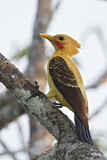 Image. Cream-colored Woodpecker