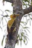 Image. Cream-colored Woodpecker