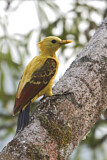 Image. Cream-colored Woodpecker