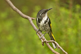 Image. Crescent Honeyeater