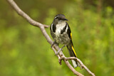 Image. Crescent Honeyeater