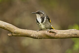 Image. Crescent Honeyeater