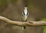 Image. Crescent Honeyeater