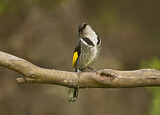 Image. Crescent Honeyeater