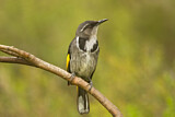 Image. Crescent Honeyeater