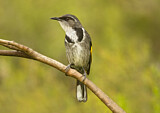 Image. Crescent Honeyeater