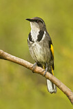Image. Crescent Honeyeater