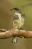 Image. Crescent Honeyeater