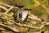 Image. Crescent Honeyeater