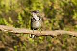 Image. Crescent Honeyeater