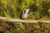 Image. Crescent Honeyeater