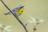 Image. Crescent-chested Warbler