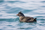 Image. Crested Auklet